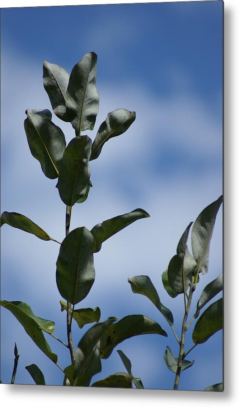  Metal Print featuring the photograph Sky Branches by Heather E Harman