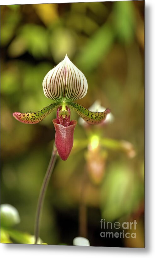 Photographs Metal Print featuring the photograph Slipper Orchid by Felix Lai