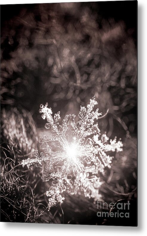 Snowflake; Ice; Shine; Macro; Simple; Monochrome; Metal Print featuring the photograph Snowflake Sparkle by Tina Uihlein