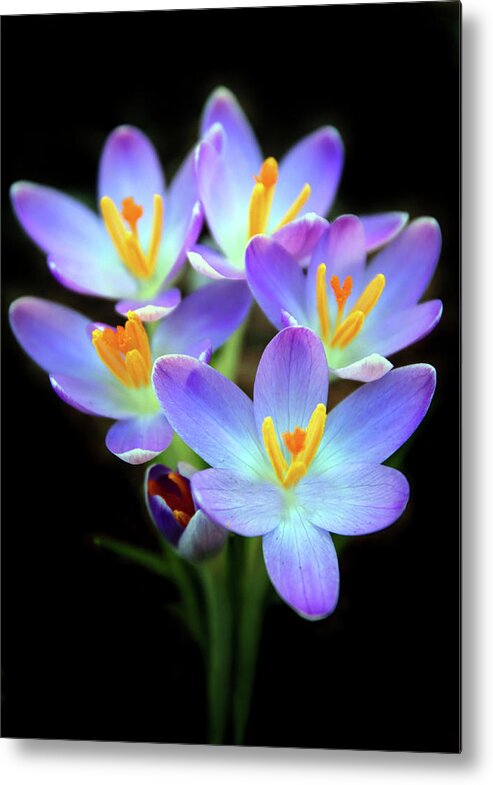 Crocus Metal Print featuring the photograph Spring Crocus by Jessica Jenney