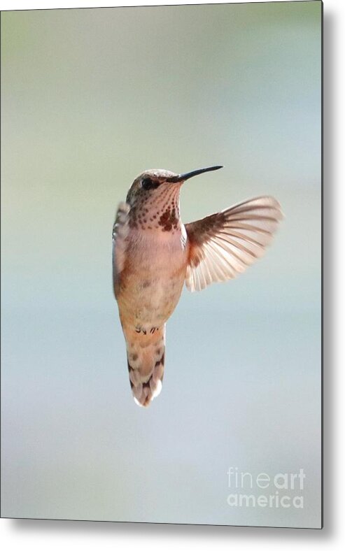 Hummingbird Metal Print featuring the photograph Spring Hug Hummingbird by Carol Groenen
