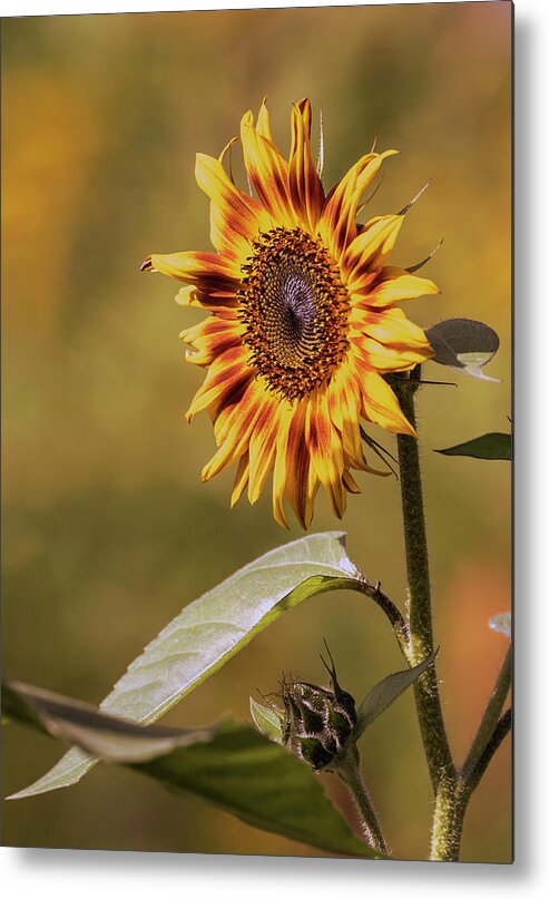 Sunflower Metal Print featuring the photograph Sunflower 2019-1 by Thomas Young