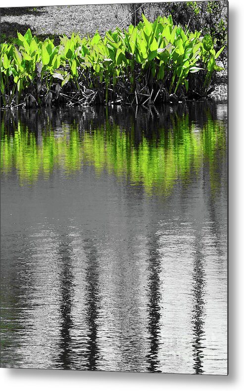 Abstract Metal Print featuring the photograph Sunny Day Black and White and Green by Sharon Williams Eng