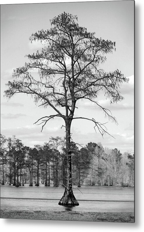 Fine Art Metal Print featuring the photograph Swamp Tree by Mike McGlothlen