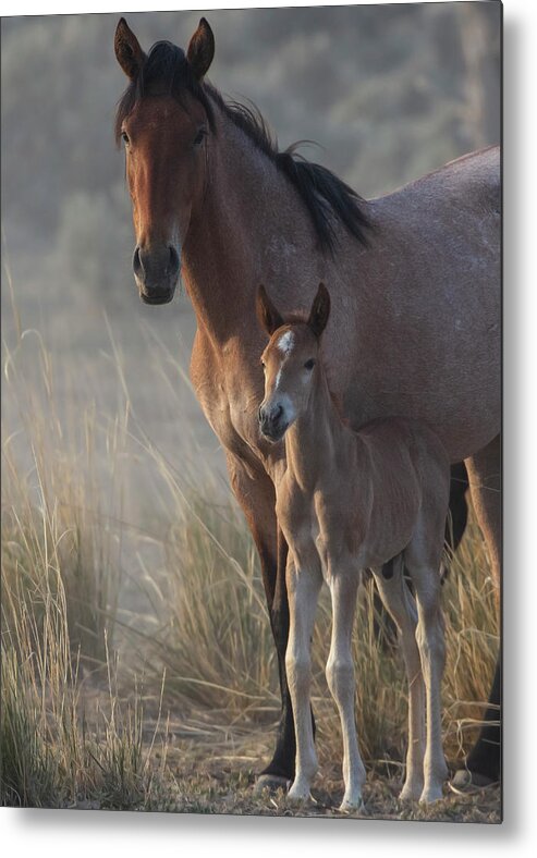  Metal Print featuring the photograph _t__9496 by John T Humphrey