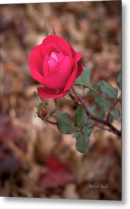 Rose Metal Print featuring the photograph Thanksgiving Rose by Rebecca Samler