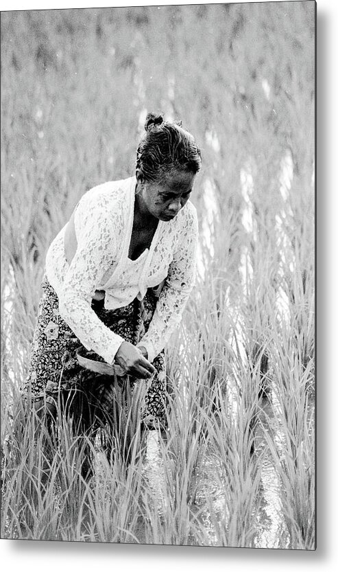 Villager Metal Print featuring the photograph The Good Earth - Rice Field, Bali, Indonesia by Earth And Spirit