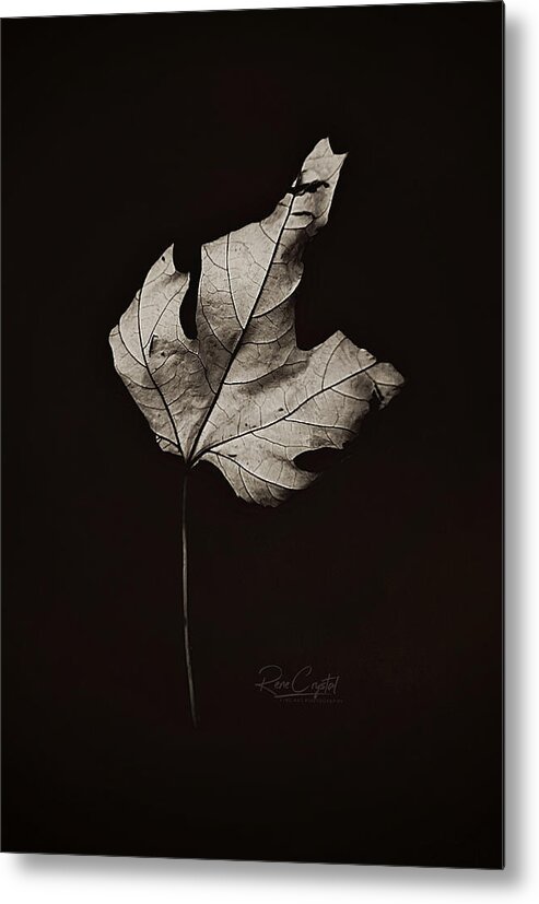 Leaf Metal Print featuring the photograph Traveling Solo by Rene Crystal