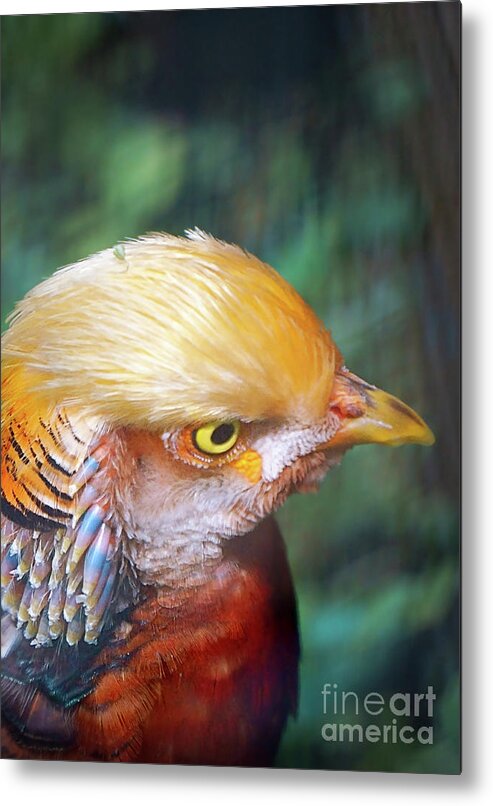 Exotic Metal Print featuring the photograph Tropical Bird by Ellen Cotton