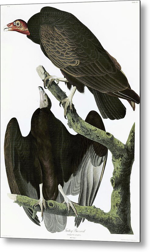 Turkey Buzzard Metal Print featuring the painting Turkey Buzzard - Digital Remastered Edition by John James Audubon