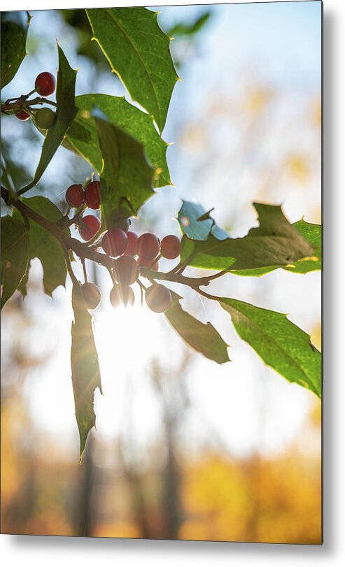New Hope Metal Print featuring the photograph Twig and Berries by Kristopher Schoenleber