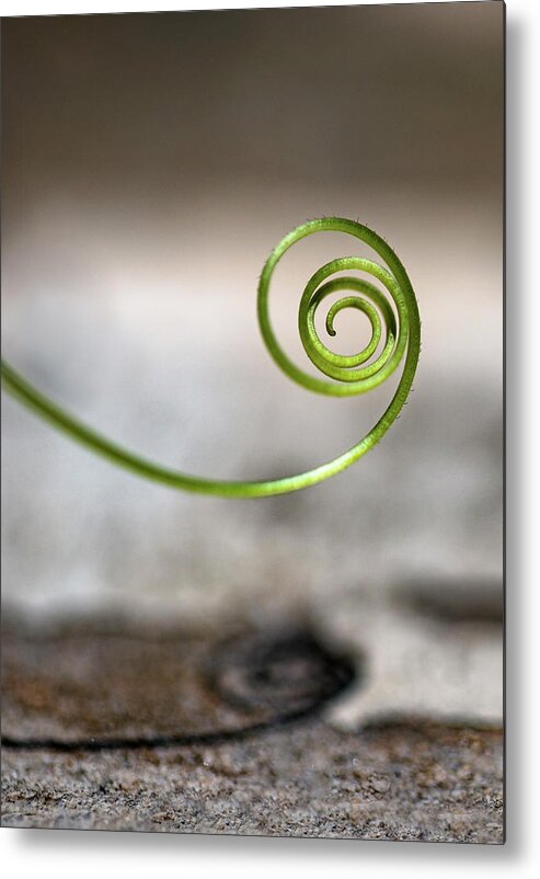 Minimalism Metal Print featuring the photograph Twig Spiral by Prakash Ghai