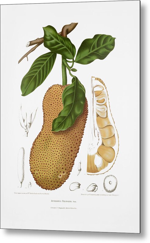 Antique Plant Illustration Metal Print featuring the drawing Vintage botanical illustrations - Chempedak tree by Madame Berthe Hoola van Nooten