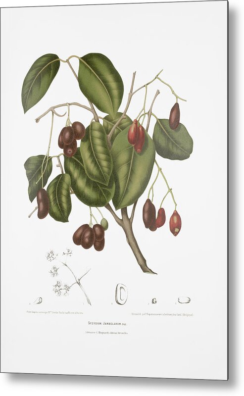 Vintage Botanical Illustration Metal Print featuring the drawing Vintage botanical illustrations - Malabar plum tree by Madame Berthe Hoola van Nooten