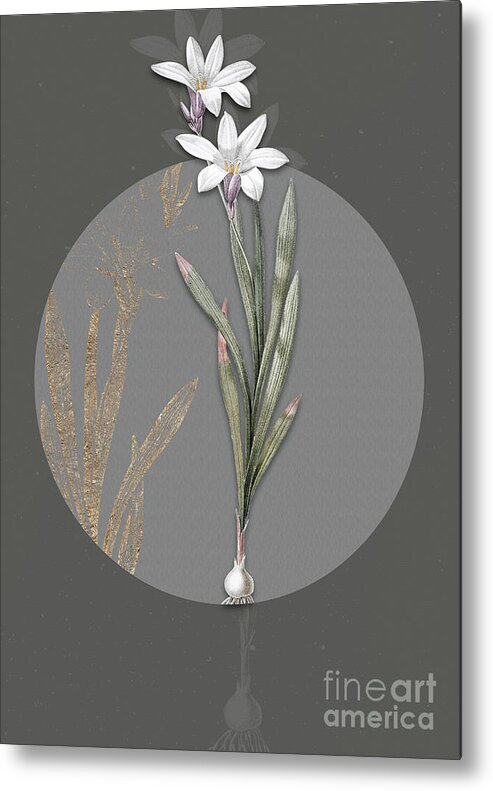 Vintage Metal Print featuring the painting Vintage Botanical Ixia Liliago on Circle Gray on Gray by Holy Rock Design
