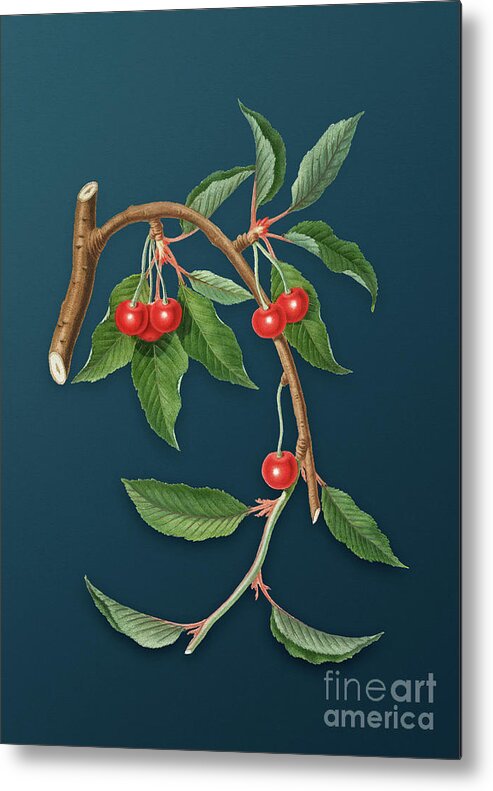 Vintage Metal Print featuring the painting Vintage Cherry Botanical Art on Teal Blue n.0157 by Holy Rock Design