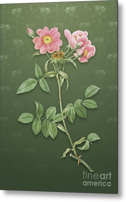 Vintage Metal Print featuring the mixed media Vintage Lady Monson Rose Bloom Botanical Art on Lunar Green Pattern n.0743 by Holy Rock Design