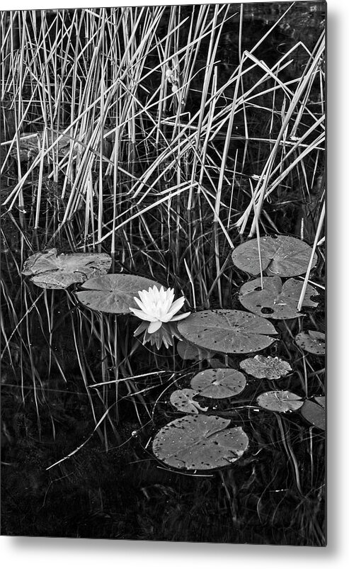 Lily Metal Print featuring the photograph Water Lily 4 BW, Lake Pennesseewassee, Maine by Steven Ralser