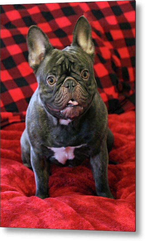 Jenniferrobin.gallery Metal Print featuring the photograph Who's The Cutest? by Jennifer Robin