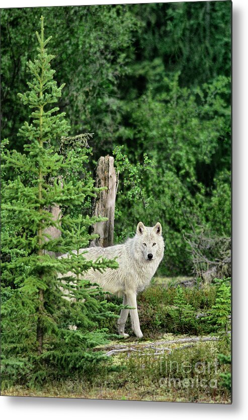 Davw Welling Metal Print featuring the photograph Wild Gray Wolf In Boreal Forest Northwest Territories Canada by Dave Welling