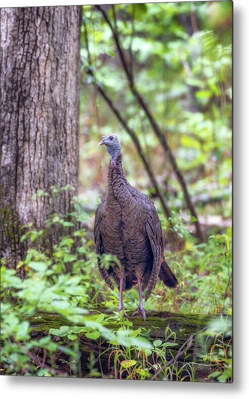 Wild Turkey Metal Print featuring the photograph Wild Turkey Standing on a Log by Susan Rissi Tregoning