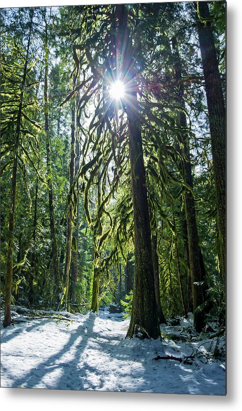 Forests Metal Print featuring the photograph Winter Light by Steven Clark