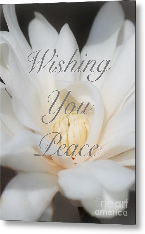 Wishing You Peace Card Metal Print featuring the photograph Wishing You Peace Magnolia Card by Carol Groenen