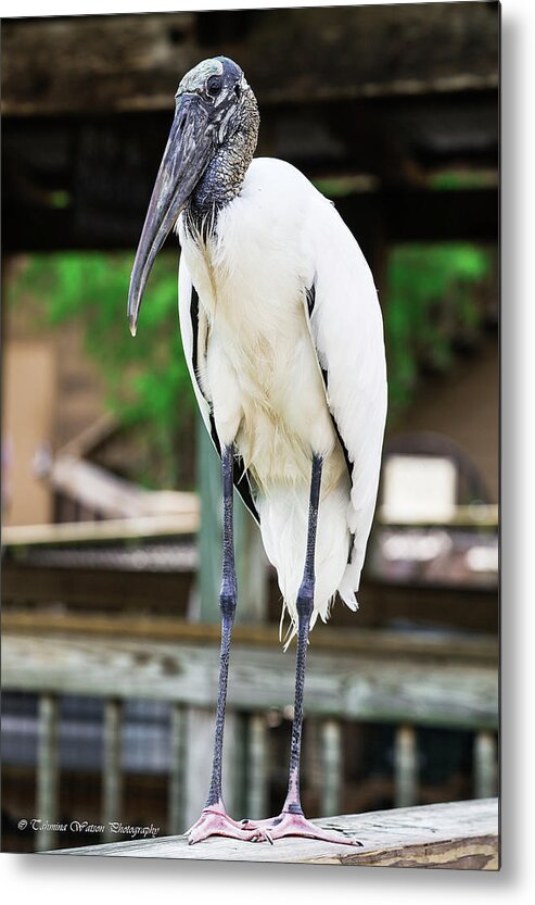 Stork Metal Print featuring the photograph Wood Stork by Tahmina Watson