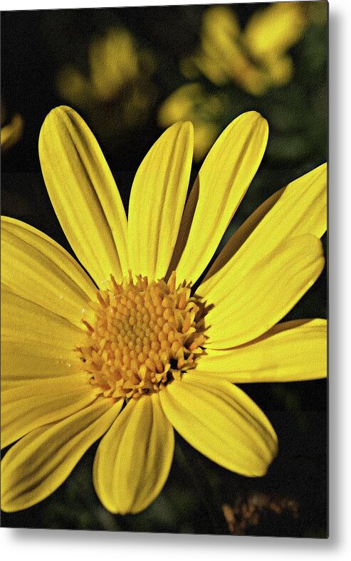 Margherita Metal Print featuring the photograph Yellow Daisy by Al Fio Bonina