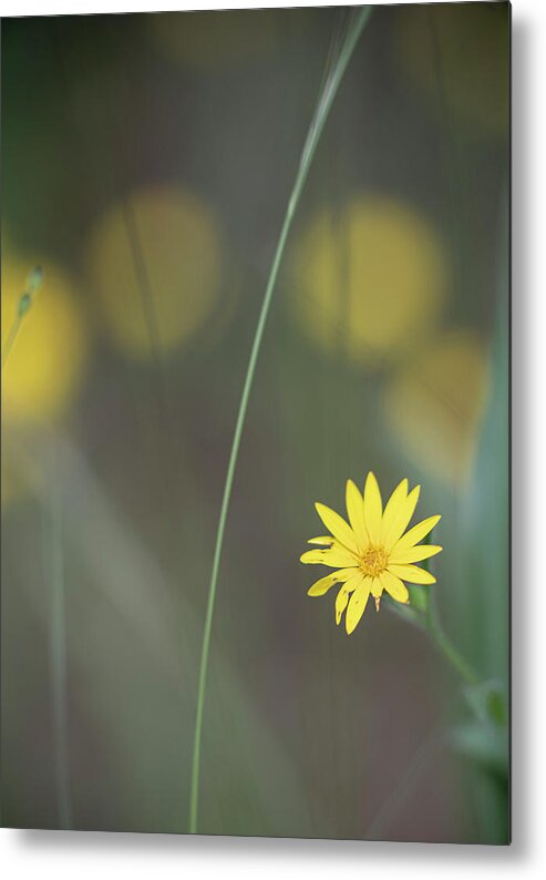 Daisy Metal Print featuring the photograph Yellow Daisy Close-up by Karen Rispin
