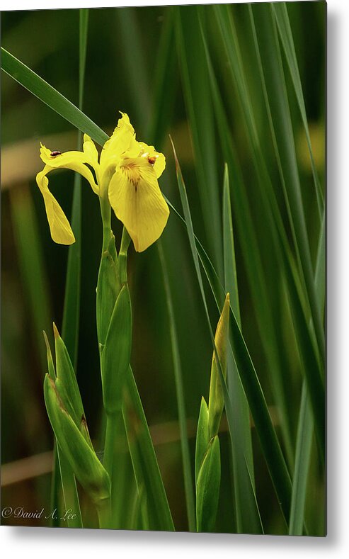 Flower Metal Print featuring the photograph Yellow Flag Iris by David Lee