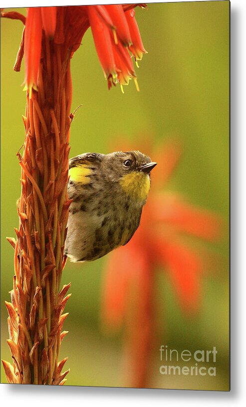 Yellow Rumped Warbler Metal Print featuring the photograph Yellow Rumped Warbler On Blossom by John F Tsumas