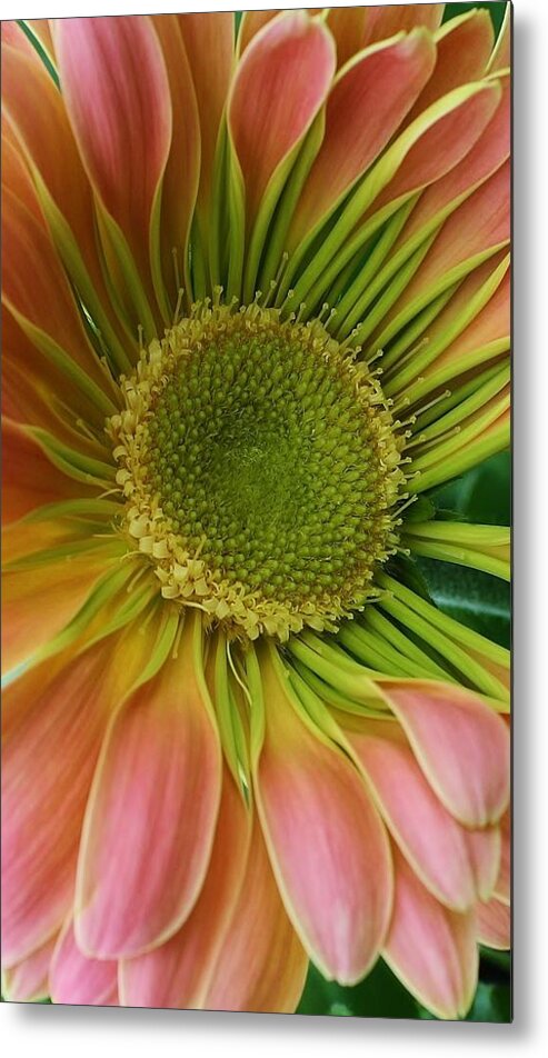 Flora Metal Print featuring the photograph Beauty Within #3 by Bruce Bley