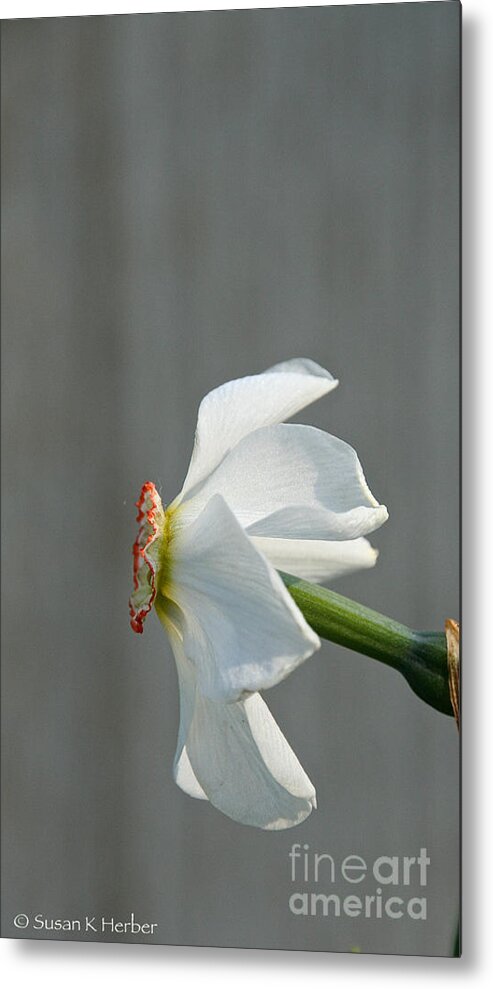 Flower Metal Print featuring the photograph Narcissus Profiled by Susan Herber