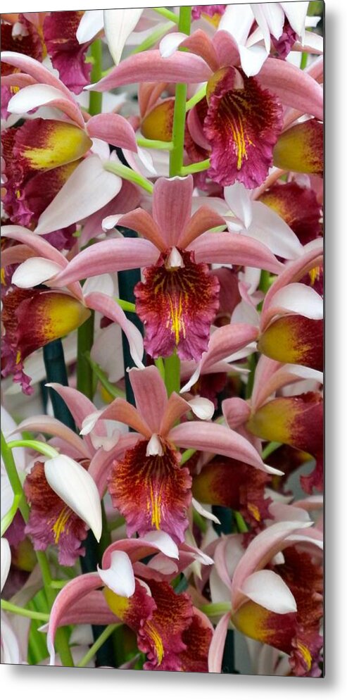 Orchid Metal Print featuring the photograph Pink orchids #1 by Sue Morris