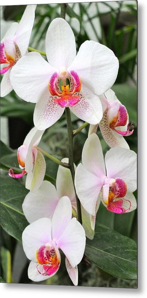 Orchid Metal Print featuring the photograph White Orchids by Sue Morris