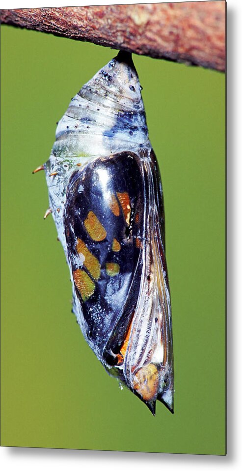 Butterfly Metal Print featuring the photograph Malachite Butterfly #19 by Millard H. Sharp