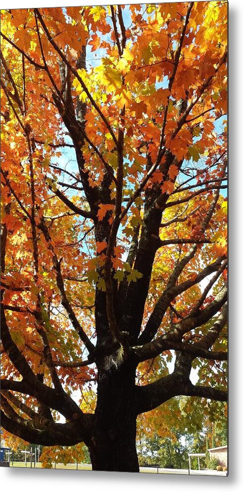 Fall Metal Print featuring the photograph Fall Explosion of Color #32 by Kenny Glover
