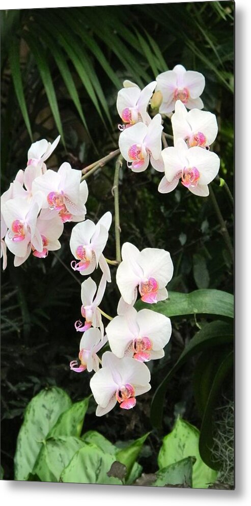 Orchid Metal Print featuring the photograph White orchids by Sue Morris