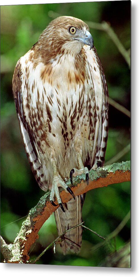 Red-tailed Hawk Metal Print featuring the photograph Red-tailed Hawk #9 by Millard H. Sharp