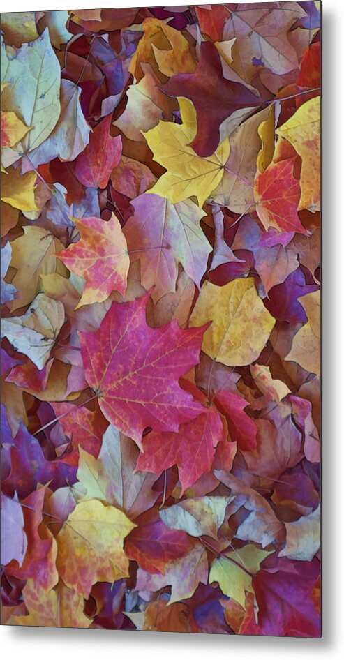 Gregscott Metal Print featuring the photograph Autumn Maple Leaves - Phone Case by Gregory Scott