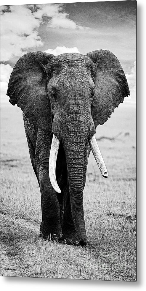 Elephant Metal Print featuring the photograph Beautiful Elephant Black And White 17 by Boon Mee