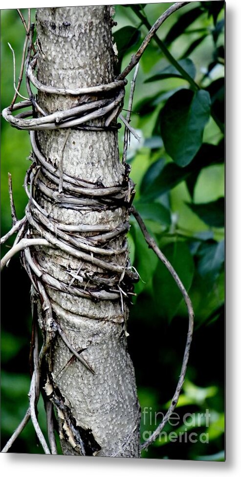 Choking Vine Metal Print featuring the photograph Choke by Lilliana Mendez