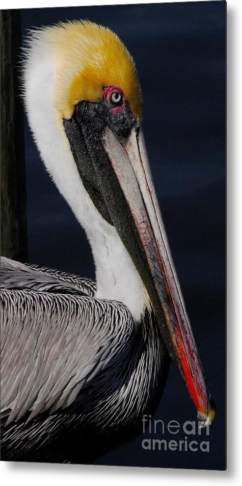 Pelican Metal Print featuring the photograph Colors of a Pelican by Quinn Sedam