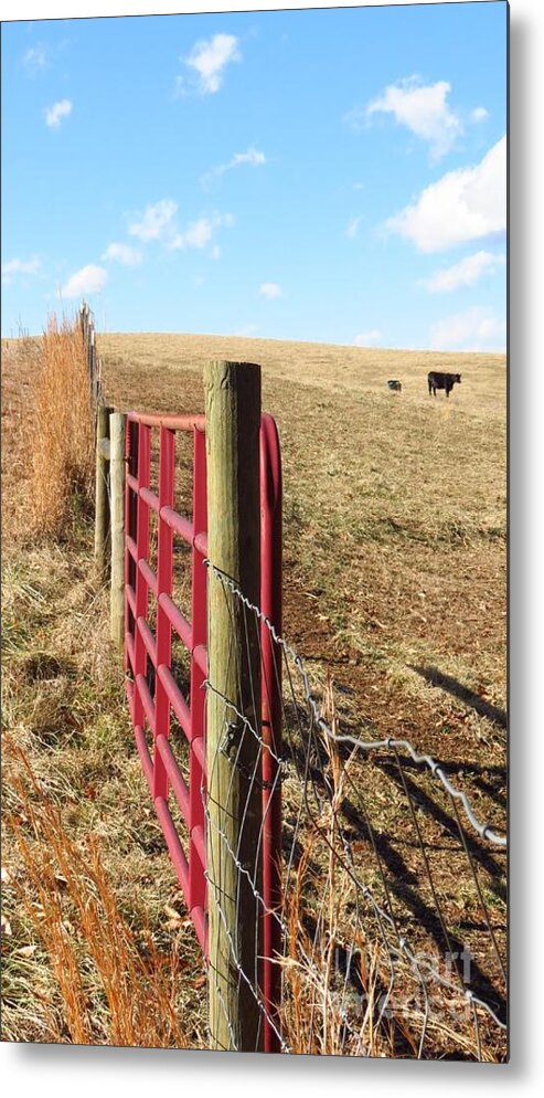 Pasture Metal Print featuring the photograph Cow in the Field by Anita Adams