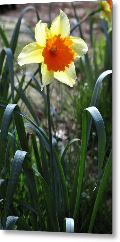 Daffodil Metal Print featuring the photograph Daffodil Bloom 2 by George Taylor