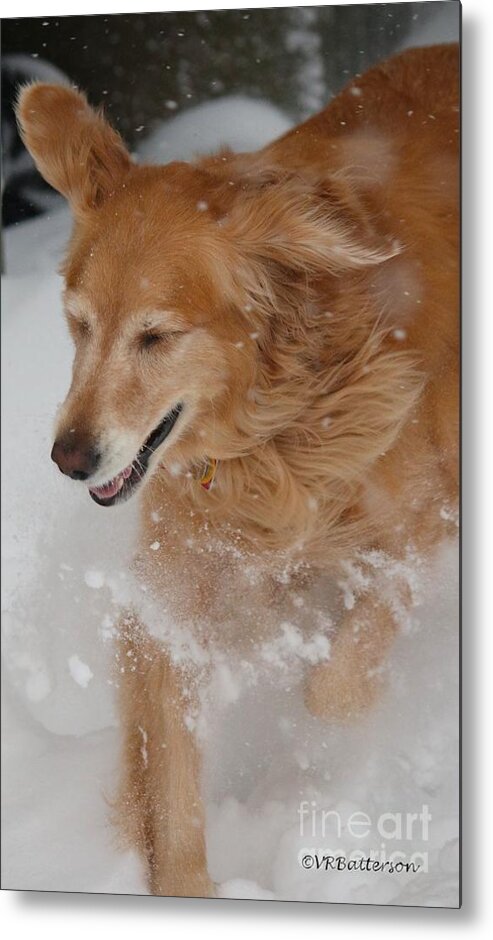 Dogs Metal Print featuring the photograph Fun in the Snow by Veronica Batterson