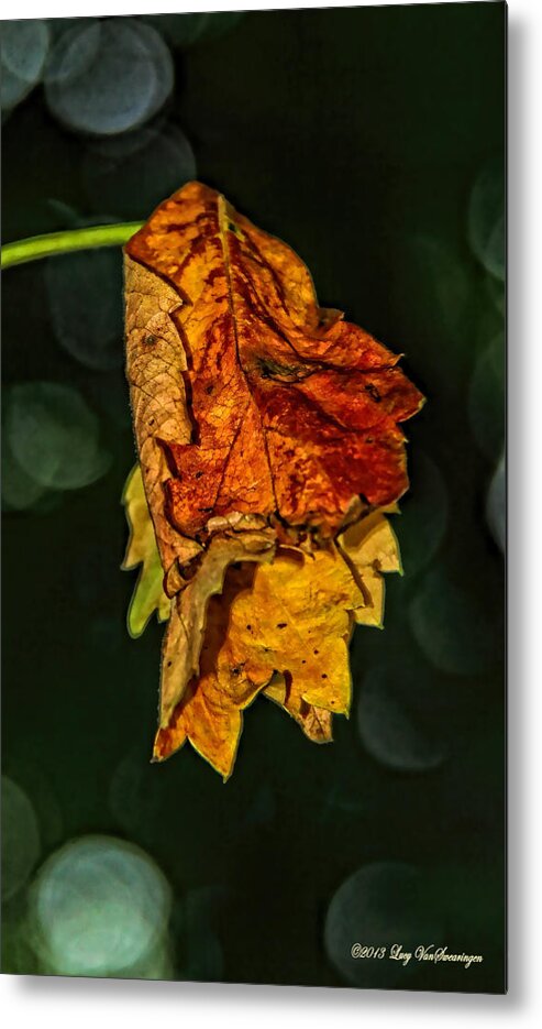 Fall Metal Print featuring the photograph Hanging Gold by Lucy VanSwearingen