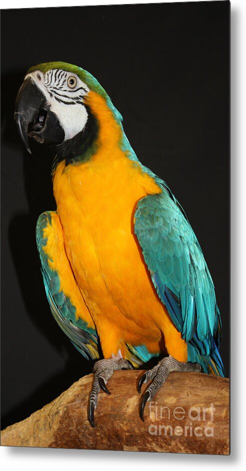 Macaw Hanging Out Metal Print featuring the photograph Macaw Hanging Out by John Telfer