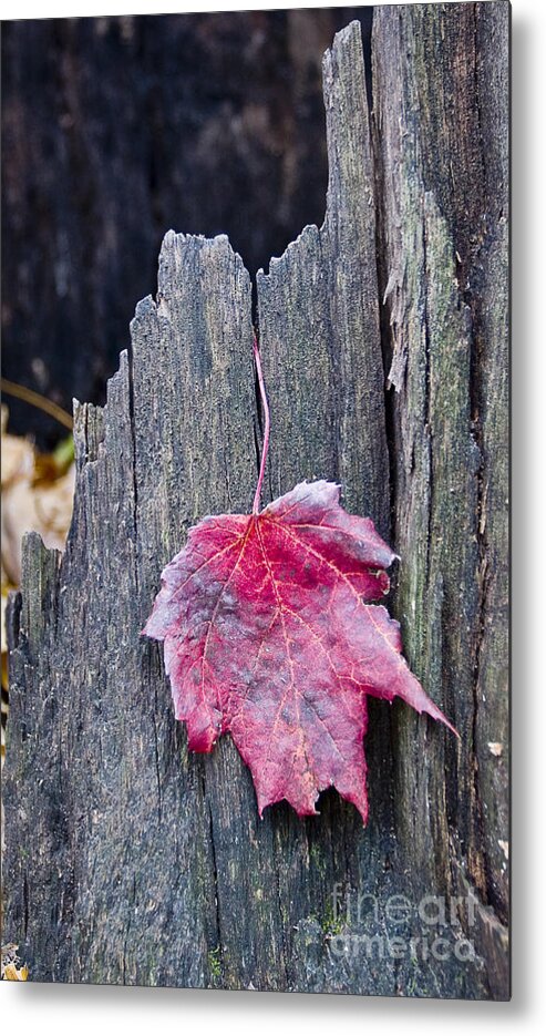 Arboretum Metal Print featuring the photograph Maple Leaf - UW Arboretum - Madison by Steven Ralser